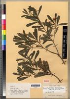 Holotype of Nesogordonia pachyneura L.C.Barnett [family STERCULIACEAE]