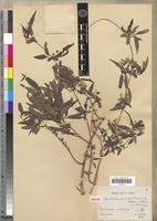 Isosyntype of Microsteira ambovombensis Arènes [family MALPIGHIACEAE]