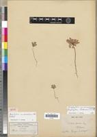 Isosyntype of Biophytum umbraculum Welw. [family OXALIDACEAE]