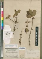 Isolectotype of Tricalysia djurensis Hiern [family RUBIACEAE]