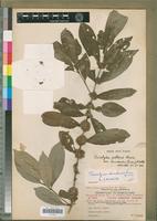 Holotype of Tricalysia dundensis Cavaco [family RUBIACEAE]