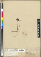 Isotype of Ranunculus meyeri Harv. [family RANUNCULACEAE]
