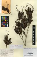 Isotype of Arytera nekorensis H.Turner [family SAPINDACEAE]