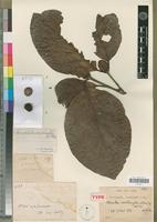 Type of Sarcocephalus xanthoxylon A.Chev. [family RUBIACEAE]