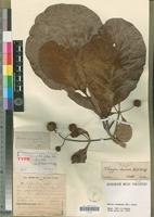 Type of Mitragyna chevalieri K.Krause [family RUBIACEAE]
