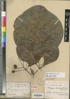 Isotype of Nauclea stipulosa DC. [family RUBIACEAE]