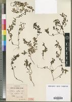 Holotype of Linaria reflexa Desf. var. dubbockii Batt. [family SCROPHULARIACEAE]