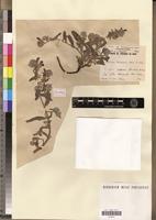 Holotype of Echium michaelis Maire & Wilczek [family BORAGINACEAE]