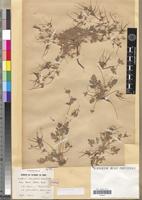 Holotype of Erodium arenarium Pomel [family GERANIACEAE]