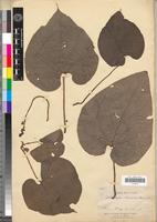 Syntype of Dioscoreophyllum klaineanum Pierre [family MENISPERMACEAE]