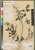 Holotype of Deeringia densiflora Cavaco [family AMARANTHACEAE]