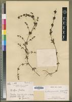 Isotype of Anthospermum palustre Puff [family RUBIACEAE]