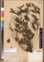 Isotype of Droguetia hildebrandtii Friis & Wilmot-Dear [family URTICACEAE]