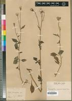 Isotype of Senecio diversifolius A.Rich. [family ASTERACEAE]