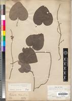 Isotype of Cissampelos zairensis Miers [family MENISPERMACEAE]