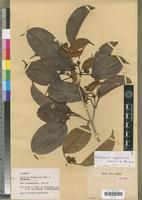 Isotype of Voatamalo eugenioides Bosser [family EUPHORBIACEAE]