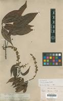 Isotype of Talisia firma Radlk. [family SAPINDACEAE]