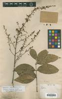 Isotype of Sapindus cerasinus Benth. [family SAPINDACEAE]