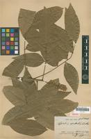 Isotype of Sapindus esculentus Cambess. [family SAPINDACEAE]