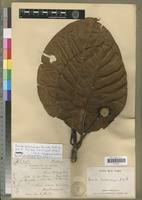 Type of Breonia macrocarpa Homolle [family RUBIACEAE]