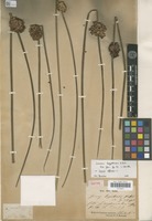 Isotype of Juncus bogotensis Kunth [family JUNCACEAE]