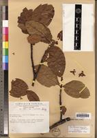 Holotype of Epistemma rupestre H.Huber [family ASCLEPIADACEAE]