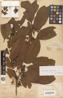 Syntype of Aidia oxyodonta (Drake) T.Yamaz. [family RUBIACEAE]