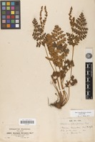 Isotype of Anemia schimperiana C.Presl [family PTERIDOPHYTA]