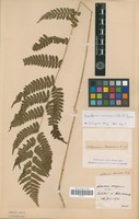 Type? of Athyrium coreanum Christ [family PTERIDOPHYTA]