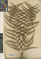 Type? of Gleichenia laevissima H.Christ [family PTERIDOPHYTA]