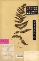Lectotype of Asplenium yokoscence Fr. et Sav. [family PTERIDOPHYTA]