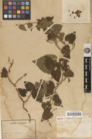 Isotype of Ipomoea pierrei Gagnep. [family CONVOLVULACEAE]