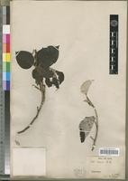Isolectotype of Croton bernieri Baill. [family EUPHORBIACEAE]