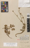 Holotype of Ranunculus pilosus Kunth ex DC. [family RANUNCULACEAE]
