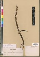 Isotype of Disa aconitoides Sond. [family ORCHIDACEAE]