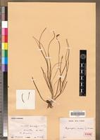 Type of Aponogeton dioecus Bosser [family APONOGETONACEAE]