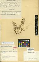 Holotype of Aerva humbertii Cavaco [family AMARANTHACEAE]