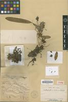 Type of Bulbophyllum laoticum Gagnep. [family ORCHIDACEAE]