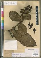 Holotype of Vanilla ochyrae Szlach.&Olsz. [family ORCHIDACEAE]