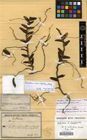 Type of Sarcanthus tonkinensis Guillaumin [family ORCHIDACEAE]