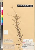 Type of Dolichos angustissimus E. Mey. [family FABACEAE-PAPILIONOIDEAE]