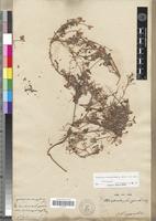 Holotype of Monsonia senegalensis Guill. & Perr. [family GERANIACEAE]