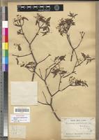 Syntype of Microsteira ampihamensis Arènes [family MALPIGHIACEAE]