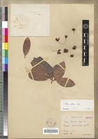 Isotype of Ochna antunesii Engl. & Gilg [family OCHNACEAE]
