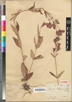Type of Dissotis pobeguinii Hutch. & Dalziel [family MELASTOMATACEAE]