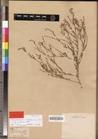 Syntype of Heliotropium cordofanum DC. [family BORAGINACEAE]