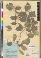 Holotype of Pristimera breteleri N.Hallé [family CELASTRACEAE]