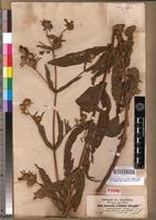 Syntype of Guizotia schultzii Sch. Bip. [family ASTERACEAE]