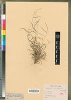 Syntype of Ehrharta paniciformis Nees var. gracilis Nees [family POACEAE]