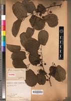 Type of Morus mesozygia Stapf [family MORACEAE]